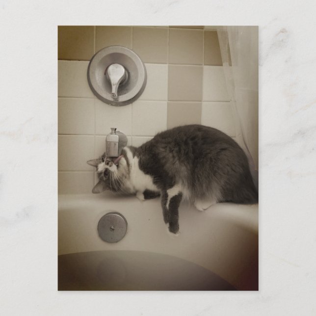 Boris, la postal de Cute Nubber Kitty (Anverso)