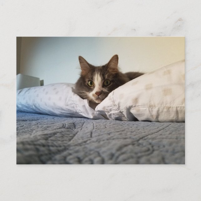 Boris, la postal de Cute Nubber Kitty (Anverso)