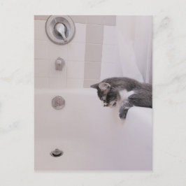 Boris, la postal de Cute Nubber Kitty