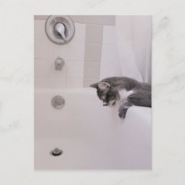 Boris, la postal de Cute Nubber Kitty