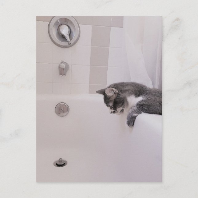 Boris, la postal de Cute Nubber Kitty (Anverso)