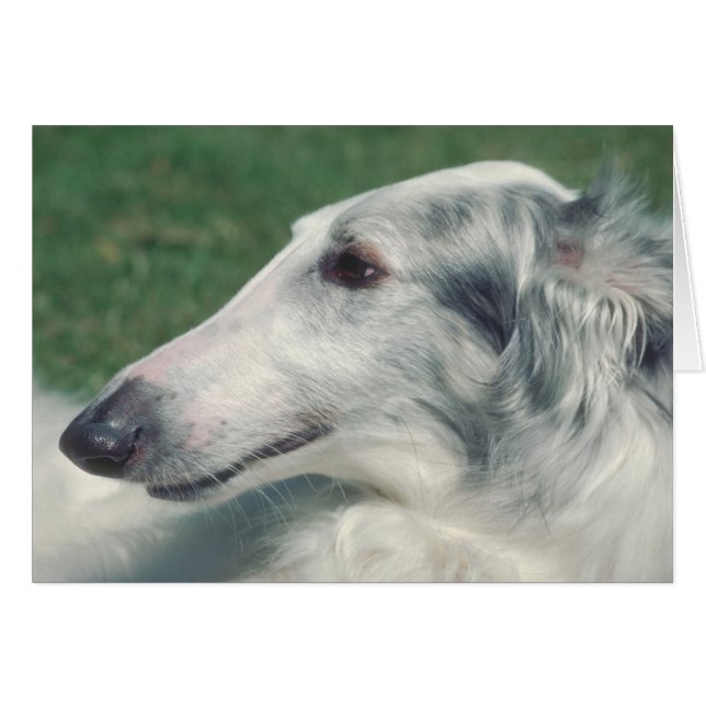 Borzoi (Anverso (Horizontal))