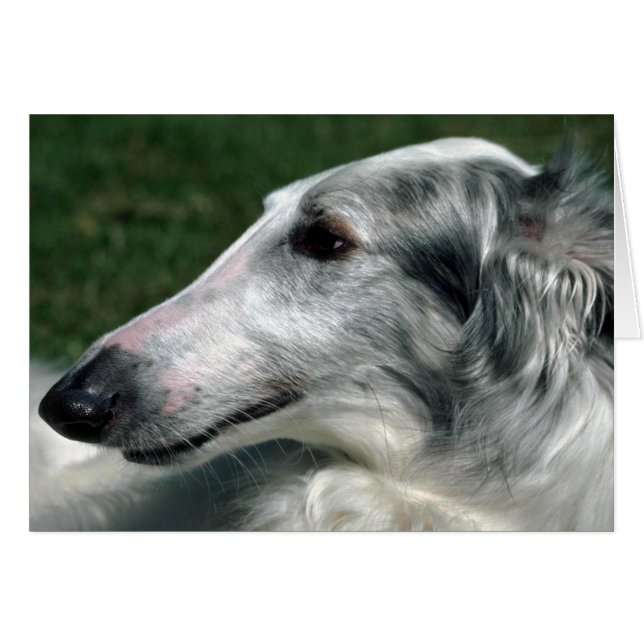 Borzoi, lobo ruso (Anverso (Horizontal))