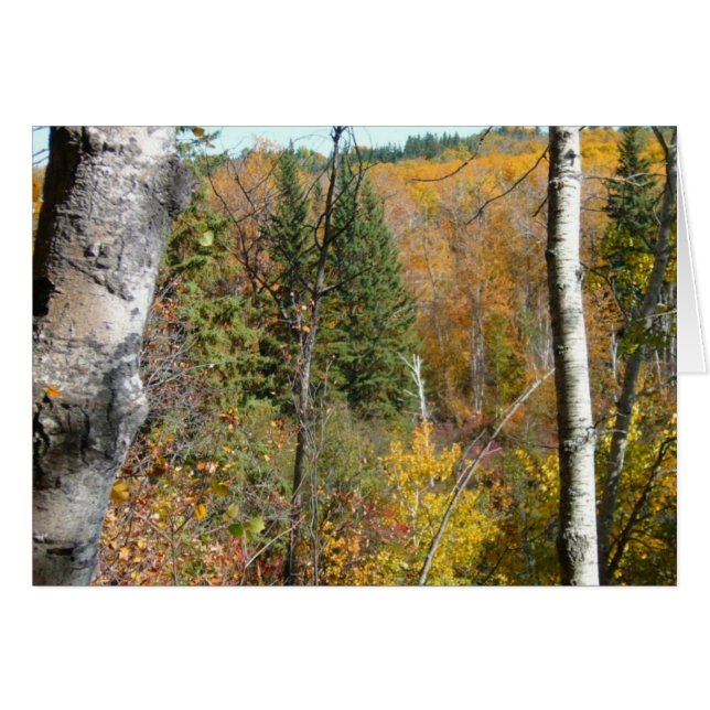 bosque (Anverso (Horizontal))