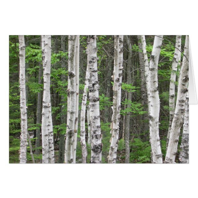 Bosque Birch Tree, Maine (Anverso (Horizontal))