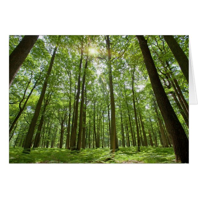 Bosque con sol detrás (Anverso (Horizontal))