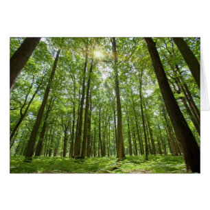 Bosque con Sun detrás