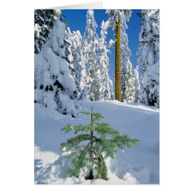 Bosque Cubierto de Nieve en Oregon (Frente)