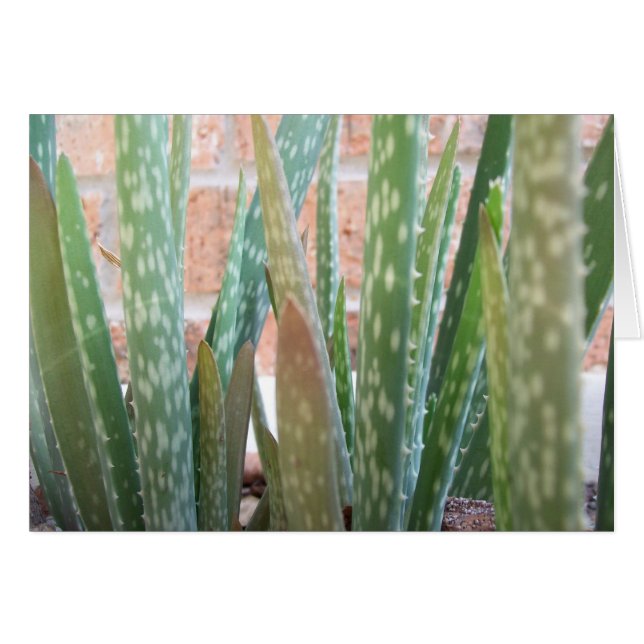 Bosque de Aloe (Anverso (Horizontal))