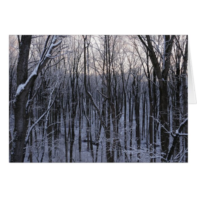 Bosque de árboles nevados (Anverso (Horizontal))