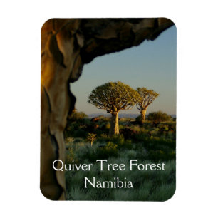 Bosque de árboles Quiver, imán de Namibia