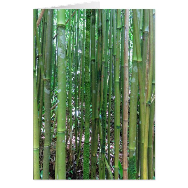 Bosque de bambú (Frente)