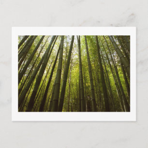 Bosque de Bambú de Sagano, Kyoto Tarjeta Postal