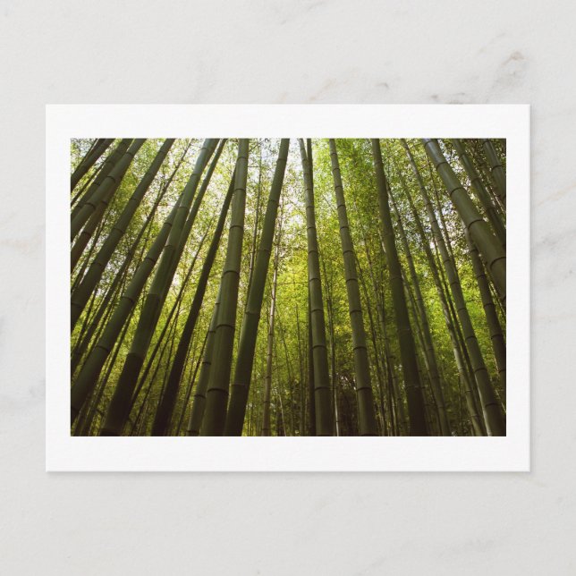 Bosque de Bambú de Sagano, postal de Kyoto (Anverso)