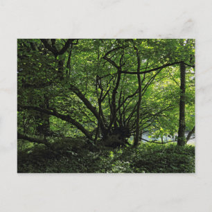Bosque de Blackweir, Parque Bute, postal Cardiff G