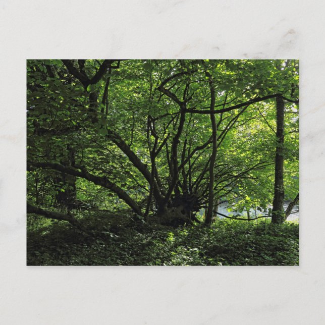 Bosque de Blackweir, Parque Bute, postal Cardiff G (Anverso)