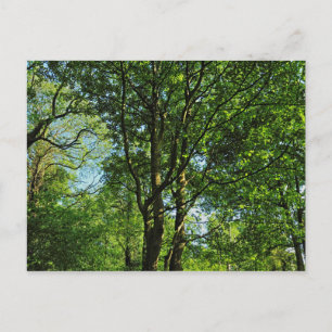 Bosque de Blackweir, Parque Bute, postal Cardiff G