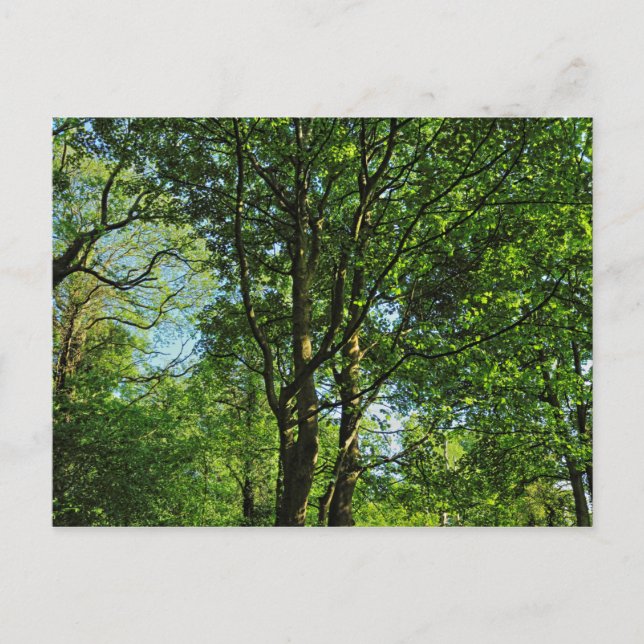 Bosque de Blackweir, Parque Bute, postal Cardiff G (Anverso)