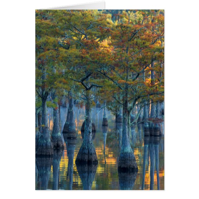 Bosque de cipreses de estanque (Frente)