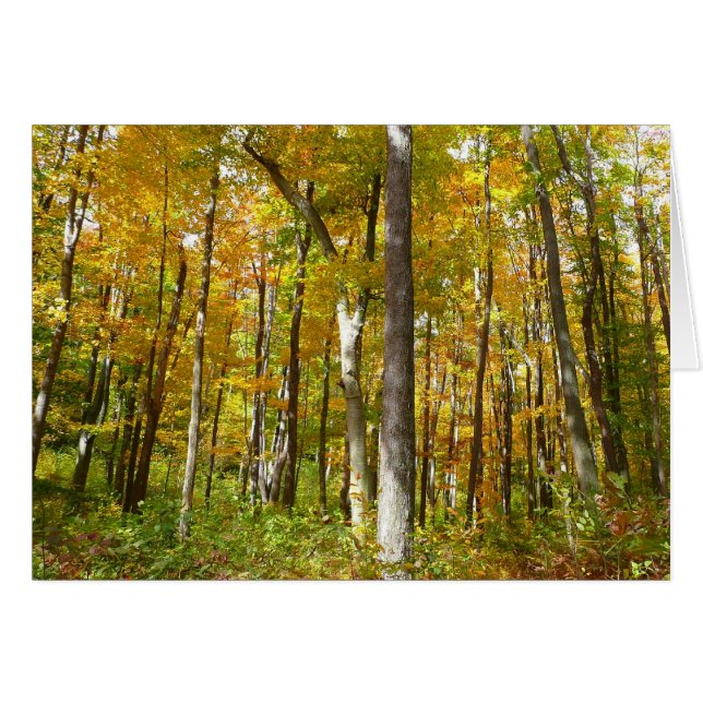 Bosque de hojas amarillas paisaje otoñal (Anverso (Horizontal))