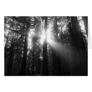 Bosque de la secoya