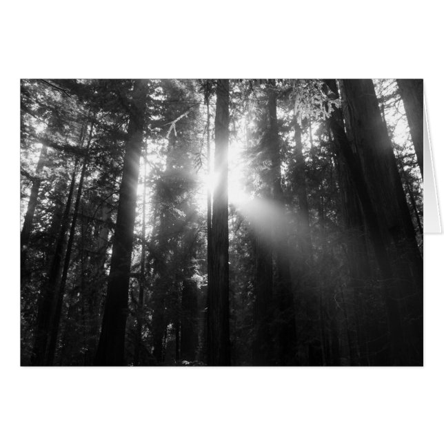 Bosque de la secoya (Anverso (Horizontal))