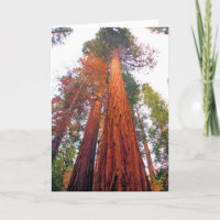 Bosque de la secoya - esconda la tarjeta de