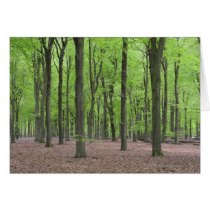 Bosque de los Países Bajos
