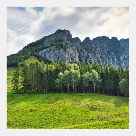 Bosque de montaña con pinos en el norte de Italia