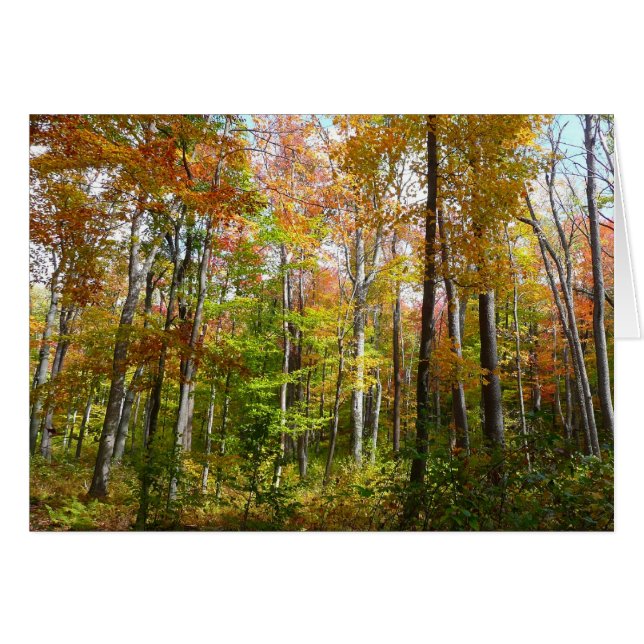 Bosque de otoño I Fotografía de paisaje de otoño (Anverso (Horizontal))