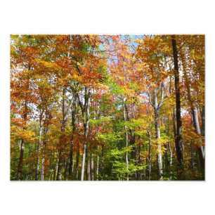 Bosque de Otoño II Fotografía de paisaje otoñal