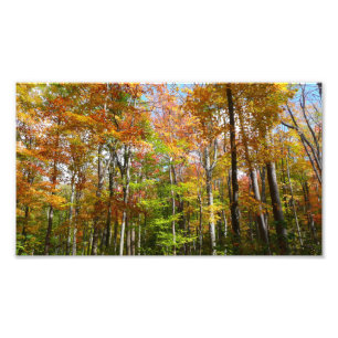 Bosque de otoño II Fotografía de paisaje otoñal