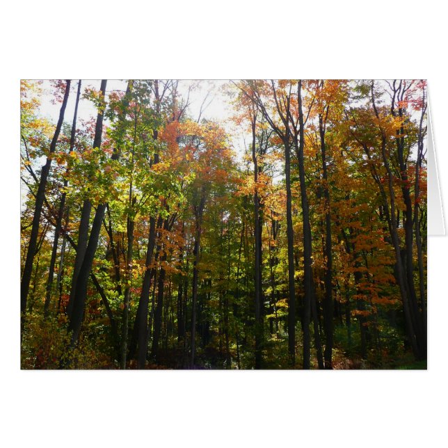 Bosque de Otoño Iluminado por el Sol (Anverso (Horizontal))