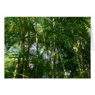 Bosque de palmeras Naturaleza tropical