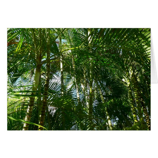Bosque de palmeras Naturaleza tropical (Anverso (Horizontal))