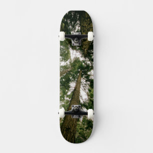 Bosque de perspectiva de skateboard