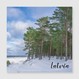 Bosque de pino cerca de la costa marítima de Leton