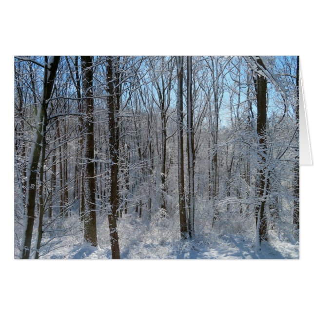 Bosque de Poplar de Nieve I (Anverso (Horizontal))