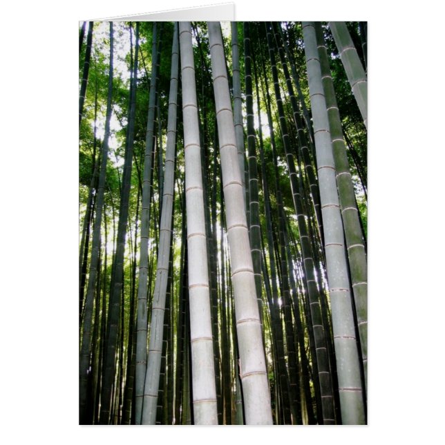 Bosque del bambú de Arashiya (Frente)