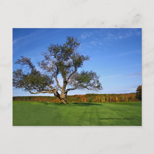 Bosque del estado de Topsmead, postal de (Anverso)