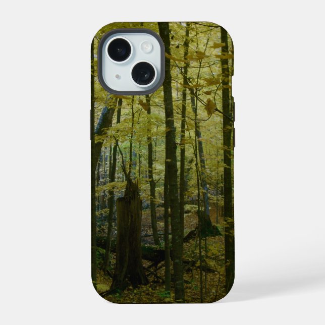 Bosque en el cambio del otoño (Reverso )