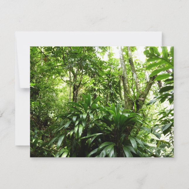 Bosque lluvioso dominicano I Naturaleza tropical v (Anverso)