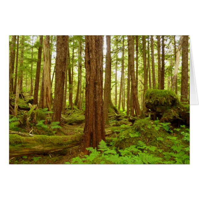 Bosque Lluvioso Templado de Alaska (Anverso (Horizontal))