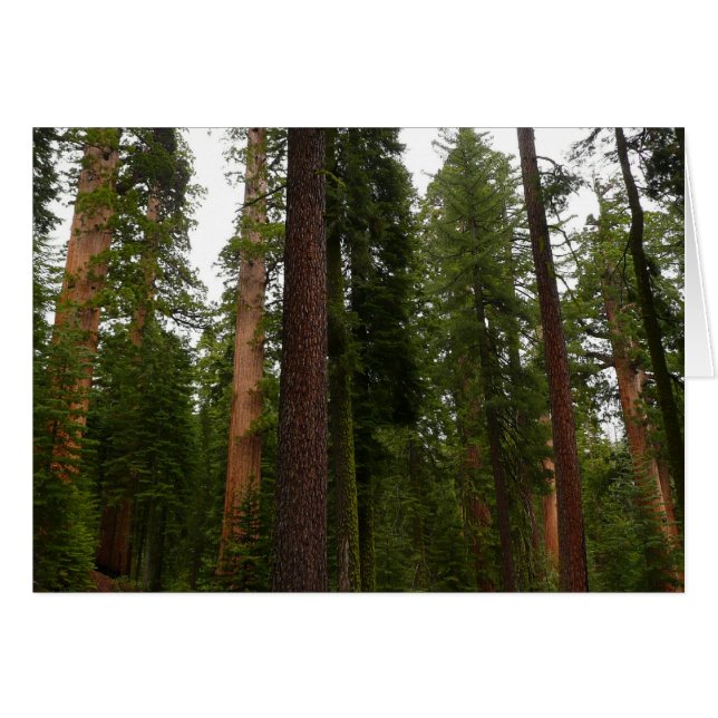 Bosque Mariposa en el Parque Nacional Yosemite (Anverso (Horizontal))