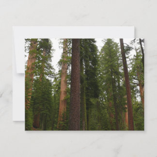 Bosque Mariposa en el Parque Nacional Yosemite