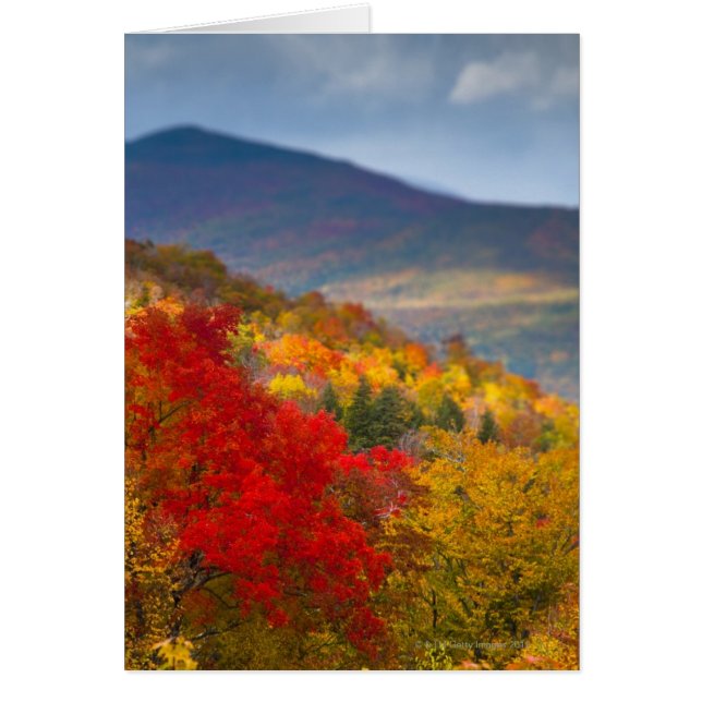 Bosque nacional de las Montañas Blancas (Frente)