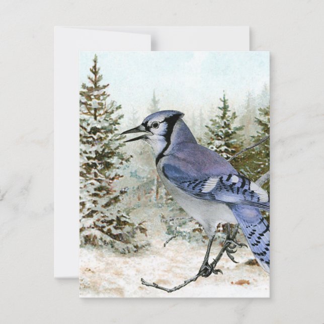 Bosque Nevado de Navidad Pájaro Azul Jay Naturalez (Anverso)