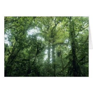 Bosque Nuboso de Monteverde, Costa Rica.
