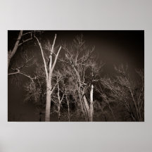 Bosque Oscuro – Arte de Árbol en Blanco y Negro qu
