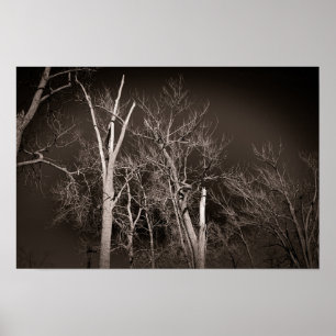 Bosque Oscuro – Arte de Árbol en Blanco y Negro qu